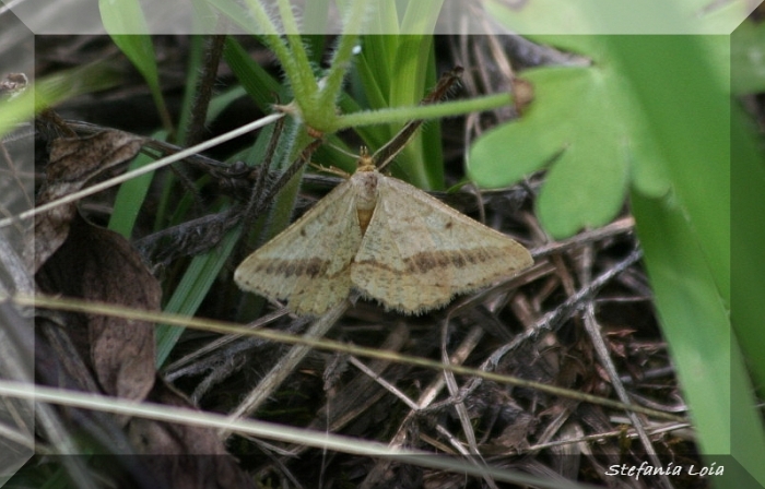 falena nocciola